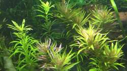 Pflanzen im Aquarium Elefanten mit Gesellschaft