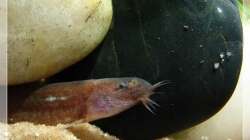 Besatz im Aquarium Elefanten mit Gesellschaft