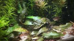 Pflanzen im Aquarium Elefanten mit Gesellschaft