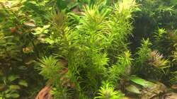 Pflanzen im Aquarium Elefanten mit Gesellschaft