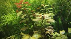 Pflanzen im Aquarium Elefanten mit Gesellschaft