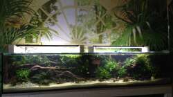 Die Pflanzen noch etwas wenig, aber hier sieht man schön die Wurzeln.