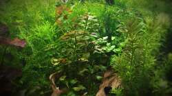 Pflanzen im Aquarium Elefanten mit Gesellschaft