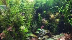 Pflanzen im Aquarium Elefanten mit Gesellschaft