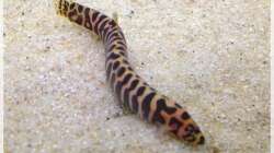 Besatz im Aquarium Elefanten mit Gesellschaft