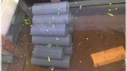 petersii Wohnhaus, mittlerweile durch braune Rohre ersetzt