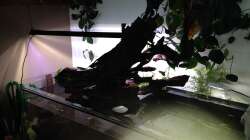 Jupp...die musste da rein