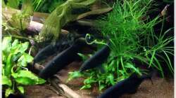 Meine Rüssel..noch auf dem dunklem Boden