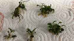 07.11.2019 5 Ableger Bucephalandra Needle leaf mini