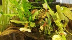 3 Arten Bucephalandra - Velvet, Theia Green Blue und Kedagang