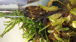 Dekoration im Aquarium Asia Garnelenbecken