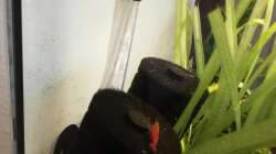 etwa 75 Red Fire Sakura 