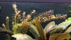 Rotala rotundifolia