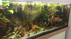 Aquarium Amazonas Uferbereich