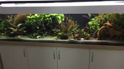 Aquarium Amazonas Uferbereich