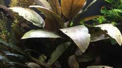 Lagenandra meboldi ???Red???