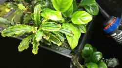 Anubias barteri var. nana und Bucephalandra spec. Wavy Leaf