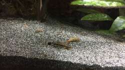 Otocinclus hoppei und TDS