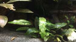 Cryptocoryne x purpurea