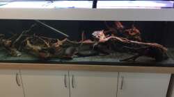 Rote Moorwurzeln beim Wässern