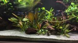 Paracheirodon axelrodi