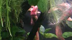 Nannostomus beckfordi