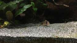 Corydoras panda
