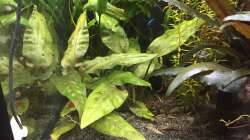 Cryptocoryne pontederifolia