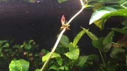 Blütenstand von Echinodorus Roter Oktober