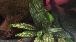 Cryptocoryne x purpurea