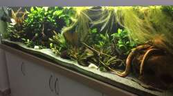 Aquarium Amazonas Uferbereich