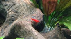 das nenn ich mal rot :-)