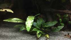 Cryptocoryne x purpurea