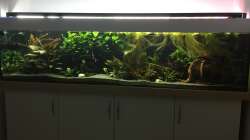 Aquarium Amazonas Uferbereich