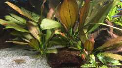 Echinodorus Roter Oktober