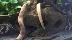 große Lavasteinhöhle mit L387