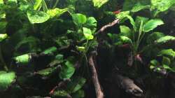 Anubias barteri var. nana