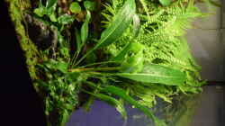 Anthurium wildenowii