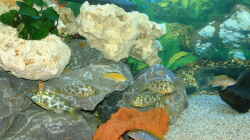 Dekoration im Aquarium Becken 3663