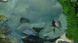 Besatz im Aquarium Becken 3663