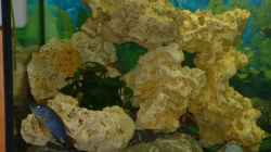 Dekoration im Aquarium Becken 3663