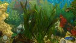 Pflanzen im Aquarium Becken 3663