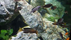 Besatz im Aquarium Tanganjika (Frontosa, Cyprichromis, ..) 1000l