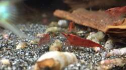 Neocaridina heteropoda var. Red