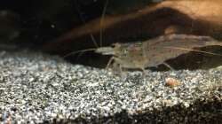 Caridina japonica