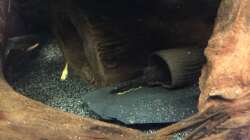 Rotpunktancistrus (m)