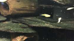 Schieferaufbau mit Moorkienwurzelhöhlen