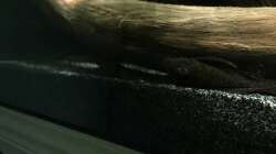 Rotpunktancistrus (w)