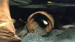 Moorkienwurzelhöhle