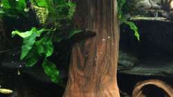 große Moorkienwurzel